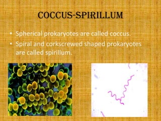 Coccus-spirillumSpherical prokaryotes are called coccus.Spiral and corkscrewed shaped prokaryotes are called spirillum.