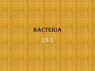 Bacteria 19-1 