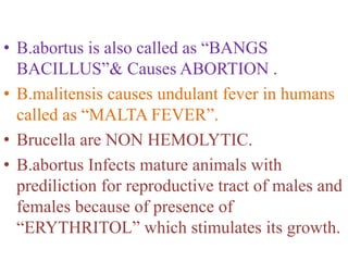 • B.abortus is also called as “BANGS
BACILLUS”& Causes ABORTION .
• B.malitensis causes undulant fever in humans
called as “MALTA FEVER”.
• Brucella are NON HEMOLYTIC.
• B.abortus Infects mature animals with
prediliction for reproductive tract of males and
females because of presence of
“ERYTHRITOL” which stimulates its growth.
 