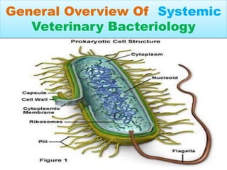 General Overview Of Systemic
Veterinary Bacteriology
 