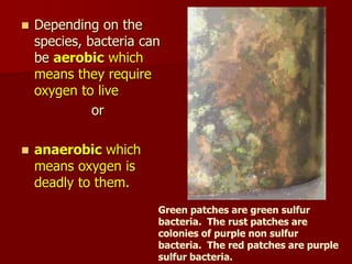 Bacteria Patch Bacteria corrosion cycle and biocorrosion.ppt