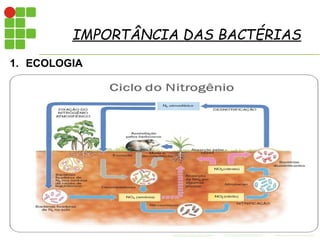 bacteria - características gerais, importância ecológica | PDF