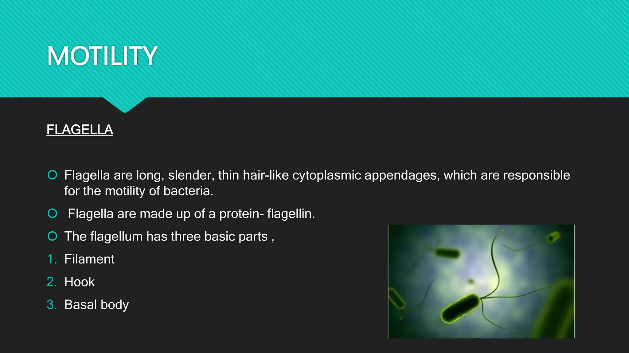 MOTILITY
FLAGELLA
 Flagella are long, slender, thin hair-like cytoplasmic appendages, which are responsible
for the motility of bacteria.
 Flagella are made up of a protein- flagellin.
 The flagellum has three basic parts ,
1. Filament
2. Hook
3. Basal body
 