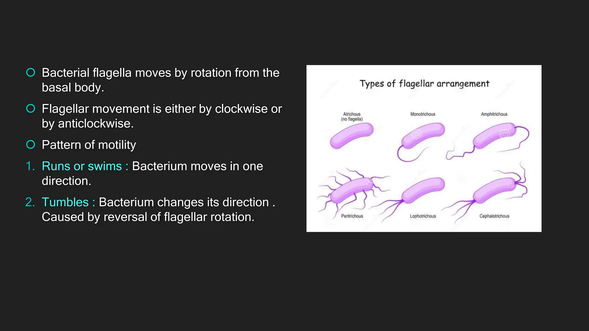  Bacterial flagella moves by rotation from the
basal body.
 Flagellar movement is either by clockwise or
by anticlockwise.
 Pattern of motility
1. Runs or swims : Bacterium moves in one
direction.
2. Tumbles : Bacterium changes its direction .
Caused by reversal of flagellar rotation.
 
