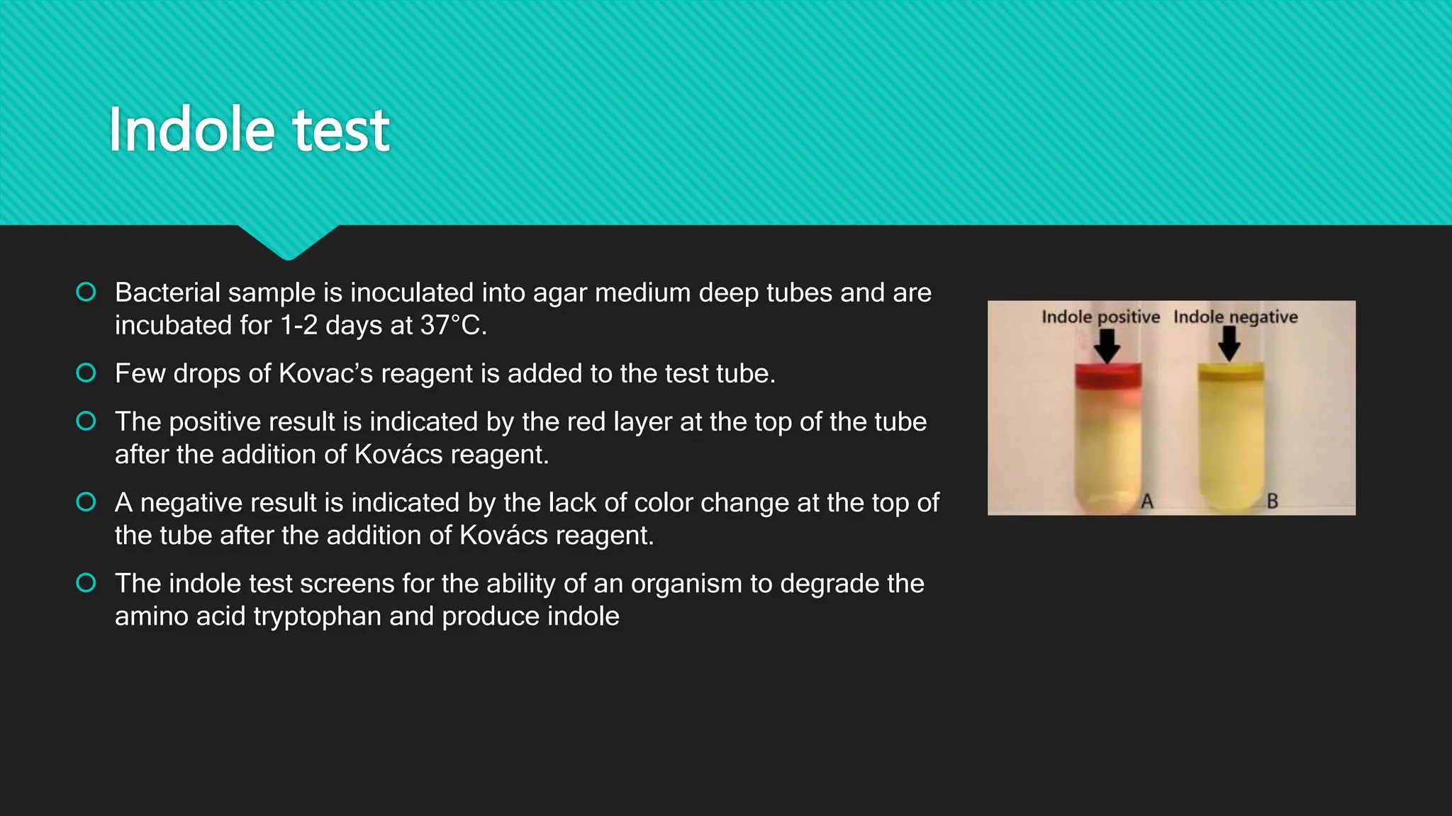 Indole test
 Bacterial sample is inoculated into agar medium deep tubes and are
incubated for 1-2 days at 37°C.
 Few drops of Kovac’s reagent is added to the test tube.
 The positive result is indicated by the red layer at the top of the tube
after the addition of Kovács reagent.
 A negative result is indicated by the lack of color change at the top of
the tube after the addition of Kovács reagent.
 The indole test screens for the ability of an organism to degrade the
amino acid tryptophan and produce indole
 