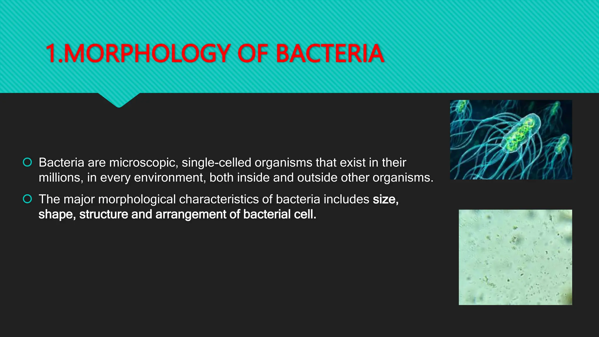 1.MORPHOLOGY OF BACTERIA
 Bacteria are microscopic, single-celled organisms that exist in their
millions, in every environment, both inside and outside other organisms.
 The major morphological characteristics of bacteria includes size,
shape, structure and arrangement of bacterial cell.
 
