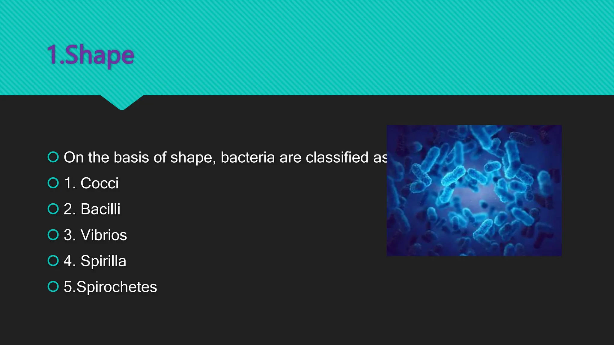 1.Shape
 On the basis of shape, bacteria are classified as
 1. Cocci
 2. Bacilli
 3. Vibrios
 4. Spirilla
 5.Spirochetes
 