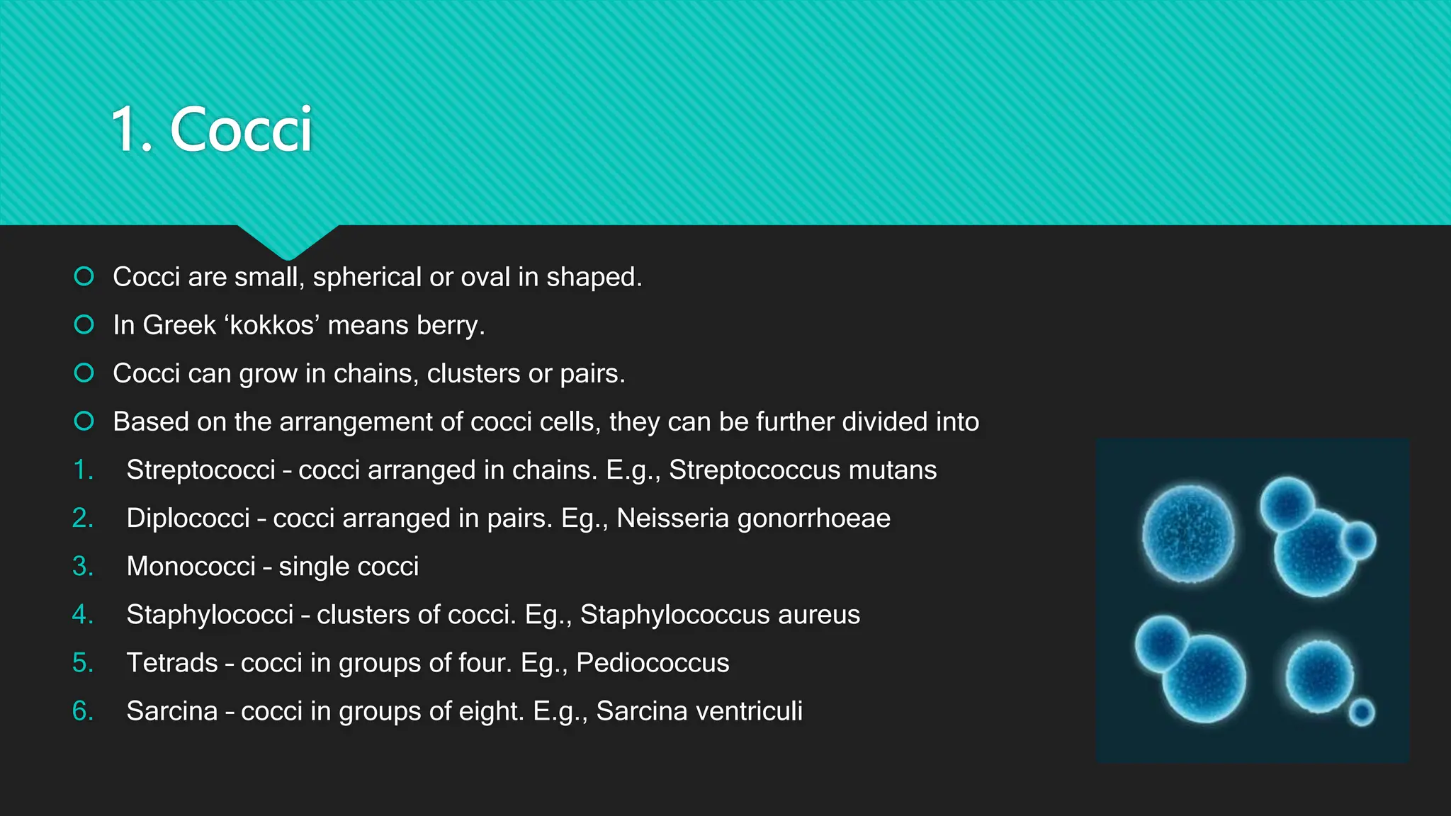 1. Cocci
 Cocci are small, spherical or oval in shaped.
 In Greek ‘kokkos’ means berry.
 Cocci can grow in chains, clusters or pairs.
 Based on the arrangement of cocci cells, they can be further divided into
1. Streptococci – cocci arranged in chains. E.g., Streptococcus mutans
2. Diplococci – cocci arranged in pairs. Eg., Neisseria gonorrhoeae
3. Monococci – single cocci
4. Staphylococci – clusters of cocci. Eg., Staphylococcus aureus
5. Tetrads – cocci in groups of four. Eg., Pediococcus
6. Sarcina – cocci in groups of eight. E.g., Sarcina ventriculi
 