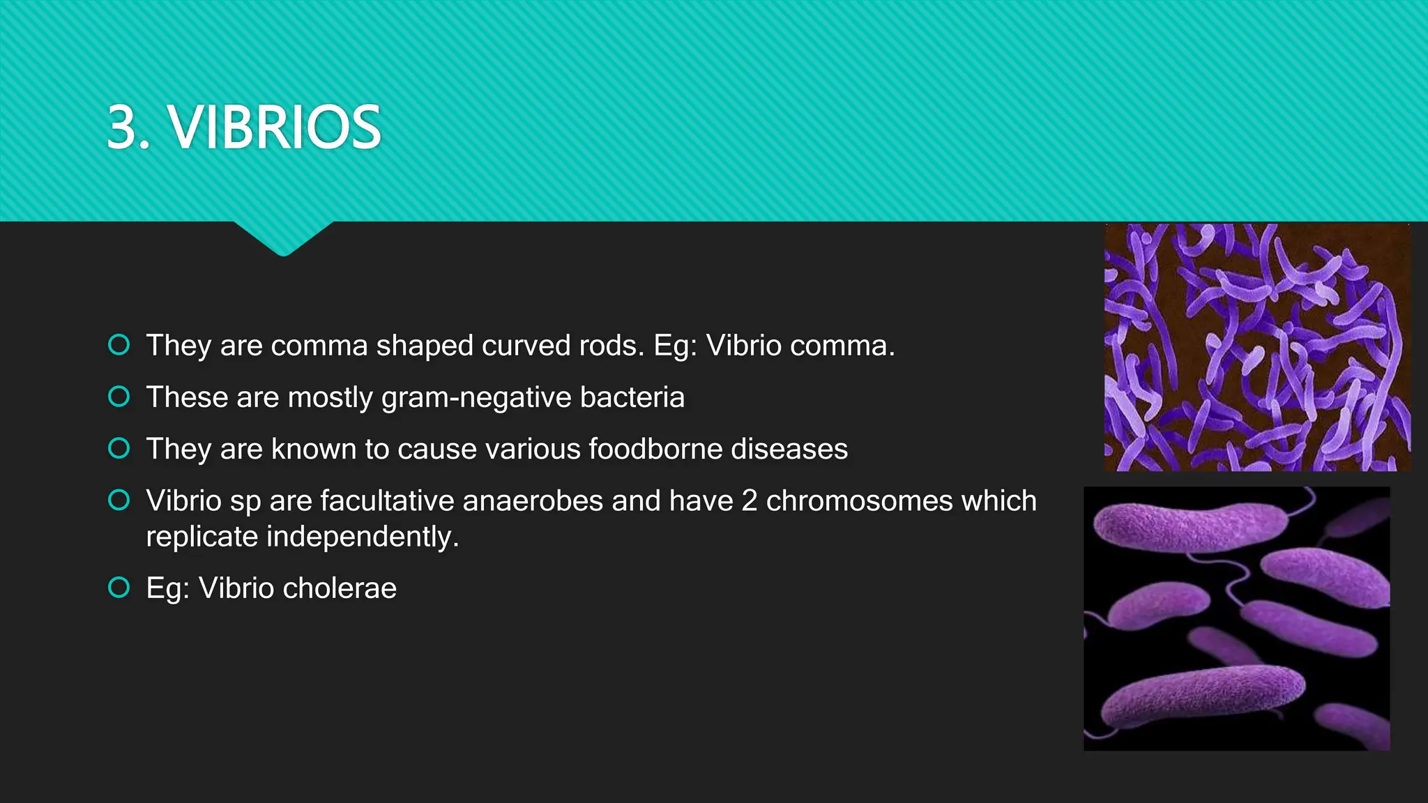 3. VIBRIOS
 They are comma shaped curved rods. Eg: Vibrio comma.
 These are mostly gram-negative bacteria
 They are known to cause various foodborne diseases
 Vibrio sp are facultative anaerobes and have 2 chromosomes which
replicate independently.
 Eg: Vibrio cholerae
 