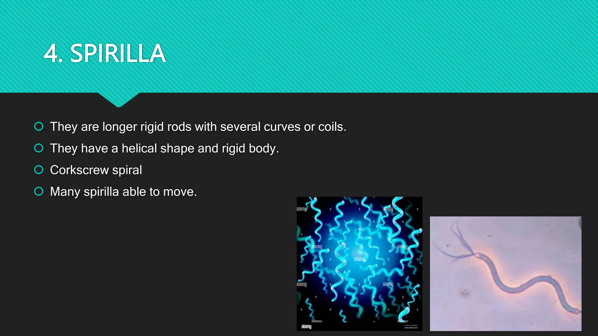 4. SPIRILLA
 They are longer rigid rods with several curves or coils.
 They have a helical shape and rigid body.
 Corkscrew spiral
 Many spirilla able to move.
 