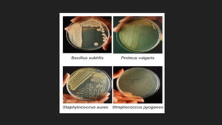 Systematic identification of bacteria and molecular techniques for the ...