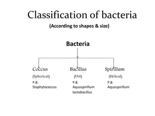 Classification of bacteria
(According to shapes & size)
Bacteria
Coccus Bacillus Spirillum
(Spherical) (Dot) (Helical)
e.g. e.g. e.g.
Staphylococcus Aquospirillum
lactobacillus
Aquospirillum
 