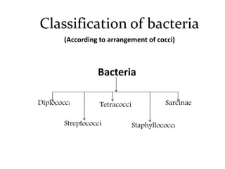 Classification of bacteria
(According to arrangement of cocci)
Bacteria
Diplococci Tetracocci
Streptococci Staphyllococci
Sarcinae
 