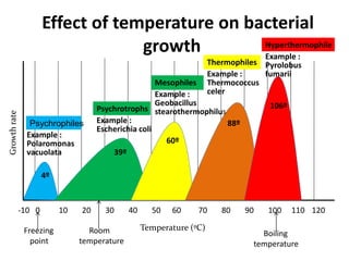 120
110
100
90
80
70
60
50
40
30
20
10
0
-10
Effect of temperature on bacterial
growth
Temperature (ºC)
Growth
rate
Psychrophiles
Example :
Polaromonas
Mesophiles
Example :
Escherichia coli
Thermophiles
Example :
Geobacillus
Hyperthermophile
Psychrotrophs stearothermophilus
vacuolata
Example :
Example :
Thermococcus
celer
Pyrolobus
fumarii
4º
39º
60º
88º
106º
Freezing
point
Room
temperature
Boiling
temperature
 