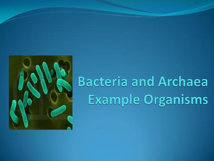 bacteria and archaea example organisms examples of archaebacteria