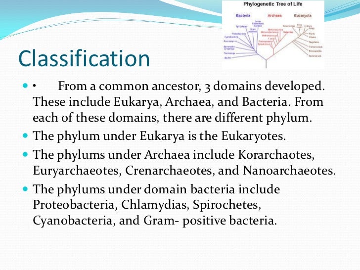 bacteria and archaea example organisms domain bacteria