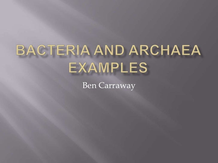 bacteria and archaea examples examples of archaebacteria