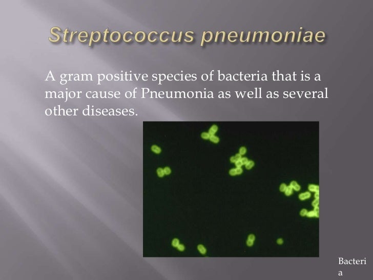 archaebacteria examples