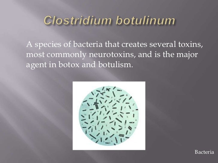 bacteria and archaea examples examples of archaebacteria