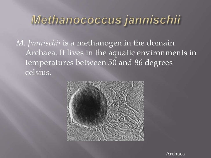 Bacteria and archaea examples