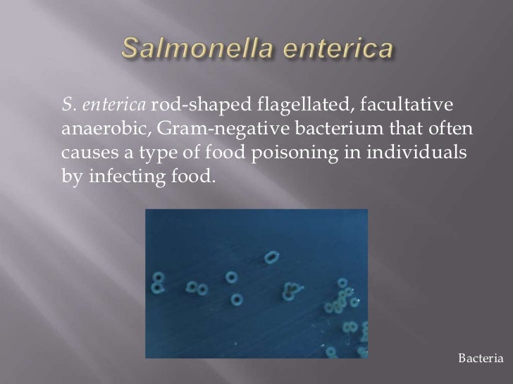 bacteria and archaea examples examples of archaebacteria