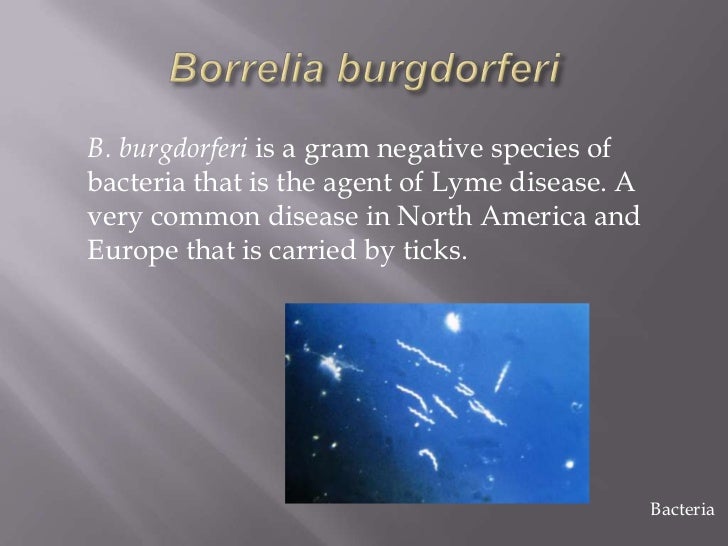 archaebacteria examples