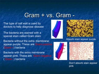 Gram + vs. Gram -Gram + vs. Gram -
Absorb stain appear purple
Don’t absorb stain appear
pink
The type of cell wall is used by
doctors to help diagnose disease
The bacteria are stained with a
special stain called Gram stain
Bacteria without the extra membrane,
appear purple. These are Gram positive
(Gram +) bacteria
Bacteria with the extra membrane
appear pink. These are Gram negative
( Gram -) bacteria
 
