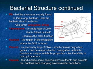 Bacterial Structure continuedBacterial Structure continued
 PiliPili – hairlike structures usually found– hairlike structures usually found
in Gram neg. bacteria. Help thein Gram neg. bacteria. Help the
bacteria stick to surfaces.bacteria stick to surfaces.
Also formsAlso forms conjugation bridgeconjugation bridge
 ChromosomeChromosome – a single loop of DNA– a single loop of DNA
that is folded on itselfthat is folded on itself
- controls the cell- controls the cell’s function’s function
 NucleoidNucleoid – the region of the cytoplasm– the region of the cytoplasm
where the DNA is foundwhere the DNA is found
 PlasmidPlasmid – an accessory loop of DNA – small contains only a few– an accessory loop of DNA – small contains only a few
genes - can be responsible for: conjugation, antibioticgenes - can be responsible for: conjugation, antibiotic
resistance, unique metabolic properties – like the ability toresistance, unique metabolic properties – like the ability to
use hydrocarbonsuse hydrocarbons
 CapsuleCapsule – found outside some bacteria stores nutrients and protects– found outside some bacteria stores nutrients and protects
the bacteria from changing environmental conditionsthe bacteria from changing environmental conditions
 