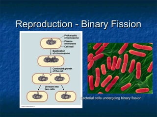 Reproduction - Binary FissionReproduction - Binary Fission
Bacterial cells undergoing binary fissionBacterial cells undergoing binary fission
 