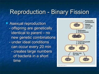 Reproduction - Binary FissionReproduction - Binary Fission
 Asexual reproductionAsexual reproduction
- offspring are genetically- offspring are genetically
identical to parent – noidentical to parent – no
new genetic combinationsnew genetic combinations
- under ideal conditions- under ideal conditions
can occur every 20 mincan occur every 20 min
- creates large numbers- creates large numbers
of bacteria in a shortof bacteria in a short
timetime
 