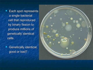  Each spot representsEach spot represents
a single bacteriala single bacterial
cell that reproducedcell that reproduced
by binary fission toby binary fission to
produce millions ofproduce millions of
genetically identicalgenetically identical
cells.cells.
 Genetically identical,Genetically identical,
good or bad?good or bad?
 