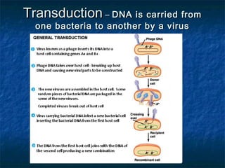TransductionTransduction –– DNA is carried fromDNA is carried from
one bacteria to another by a virusone bacteria to another by a virus
 