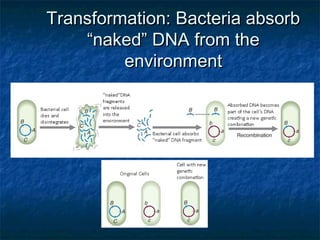 Transformation: Bacteria absorbTransformation: Bacteria absorb
“naked” DNA from the“naked” DNA from the
environmentenvironment
 