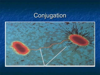 ConjugationConjugation
 