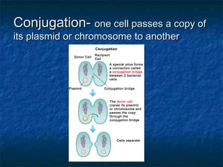 Conjugation-Conjugation- one cell passes a copy ofone cell passes a copy of
its plasmid or chromosome to anotherits plasmid or chromosome to another
Donor Cell
Recipient
Cell
A special pilus forms
a connection called
a conjugation bridge
between 2 bacterial
cells
Plasmid Conjugation bridge
The donor cell
copies its plasmid
or chromosome and
passes the copy
through the
conjugation bridge
Cells separate
 
