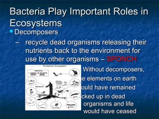 Bacteria Play Important Roles inBacteria Play Important Roles in
EcosystemsEcosystems
 DecomposersDecomposers
–– recycle dead organisms releasing theirrecycle dead organisms releasing their
nutrients back to the environment fornutrients back to the environment for
use by other organisms –use by other organisms – SPONCHSPONCH
Without decomposers,Without decomposers,
the elements on earththe elements on earth
would have remainedwould have remained
locked up in deadlocked up in dead
organisms and lifeorganisms and life
would have ceasedwould have ceased
 