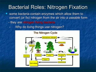 Bacterial Roles: Nitrogen FixationBacterial Roles: Nitrogen Fixation
 some bacteria contain enzymes which allow them tosome bacteria contain enzymes which allow them to
convert (or fix) nitrogen from the air into a useable formconvert (or fix) nitrogen from the air into a useable form
- they are- they are nitrogen fixing bacterianitrogen fixing bacteria
-- Why do living things use nitrogen?Why do living things use nitrogen?
 