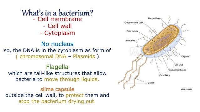 Bacteria and cellulose | PPT