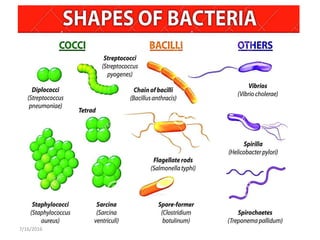 Bacteria-Morphology, Reproduction and Functions | PPTX