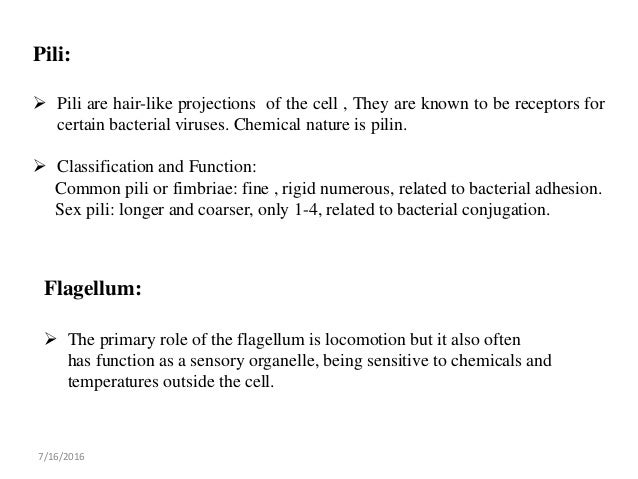 Bacteria-Morphology, Reproduction and Functions