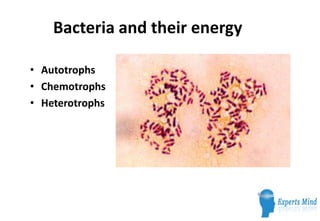 Bacteria and their energy

• Autotrophs
• Chemotrophs
• Heterotrophs
 