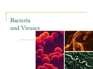 Bacteria_and_Virus .ppt