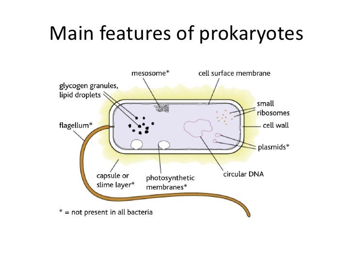 Bacteria and viruses