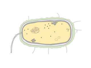 Bacteria and viruses