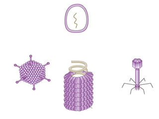 Bacteria and viruses