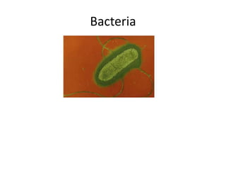 Describe the role of microorganisms in the decomposition of organic matter and recycling of carbonBacteria
