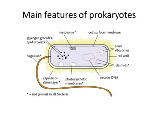 Main features of prokaryotes