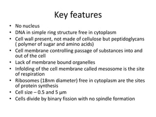 Key featuresNo nucleusDNA in simple ring structure free in cytoplasmCell wall present, not made of cellulose but peptidoglycans ( polymer of sugar and amino acids)Cell membrane controlling passage of substances into and out of the cellLack of membrane bound organellesInfolding of the cell membrane called mesosome is the site of respirationRibosomes (18nm diameter) free in cytoplasm are the sites of protein synthesisCell size – 0.5 and 5 µmCells divide by binary fission with no spindle formation