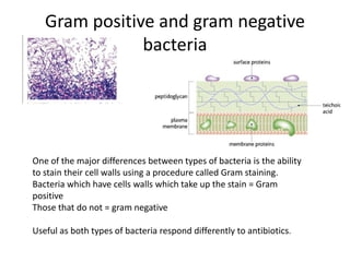 Gram positive and gram negative bacteriaOne of the major differences between types of bacteria is the ability to stain their cell walls using a procedure called Gram staining.Bacteria which have cells walls which take up the stain = Gram positiveThose that do not = gram negativeUseful as both types of bacteria respond differently to antibiotics.