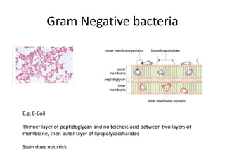 Gram Negative bacteriaE.g. E-CoilThinner layer of peptidoglycan and no teichoic acid between two layers of membrane, then outer layer of lipopolysaccharidesStain does not stick